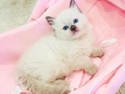 Kodiak & Polar - Ragdoll - Gallery Photo #1