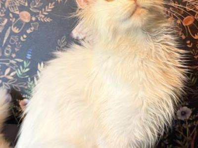 Atlas - Maine Coon - Gallery Photo #1