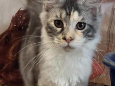 Ying - Maine Coon - Gallery Photo #1