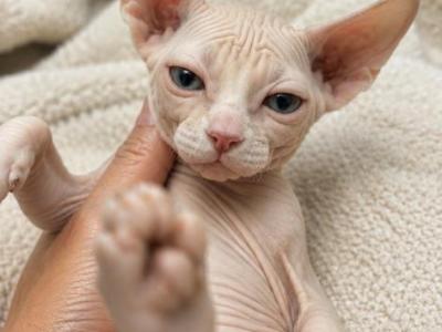 LEE - Sphynx - Gallery Photo #1