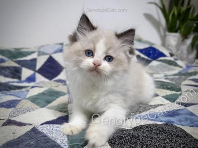 Molly - Ragdoll - Gallery Photo #1