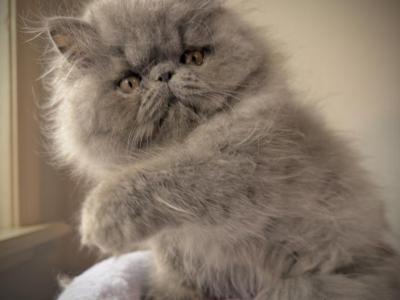 Persian Male Available - Persian - Gallery Photo #1
