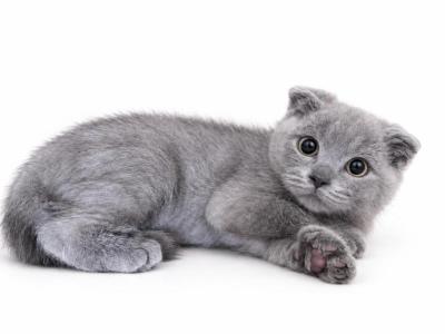 Milo - Scottish Fold - Gallery Photo #1