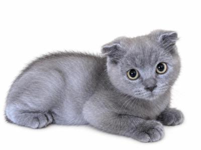 Milo - Scottish Fold - Gallery Photo #1