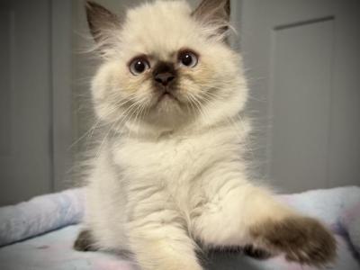 Chocolate Point Persian Mix Male Available - Persian - Gallery Photo #1