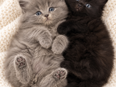 Midnight & Misty Litter - Domestic - Gallery Photo #1