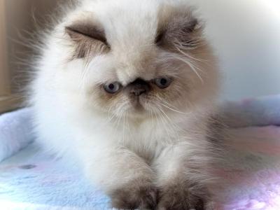 CFA Female Chocolate Point AVAILABLE - Persian - Gallery Photo #1