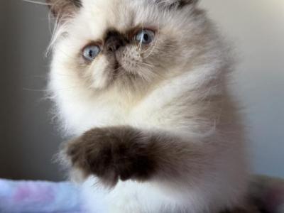 CFA Female Chocolate Point SOLD TO SAMANTHA - Persian - Gallery Photo #1