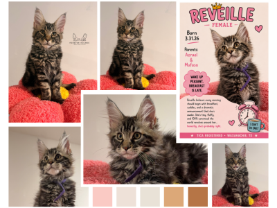Reveille - Maine Coon - Gallery Photo #1