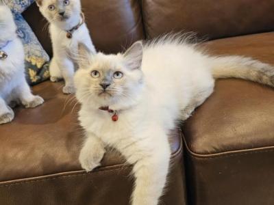 Grey's Summer Litter - Balinese - Gallery Photo #1