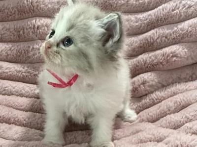 TICA Registered Pink Ribbon Female - Ragdoll - Gallery Photo #1