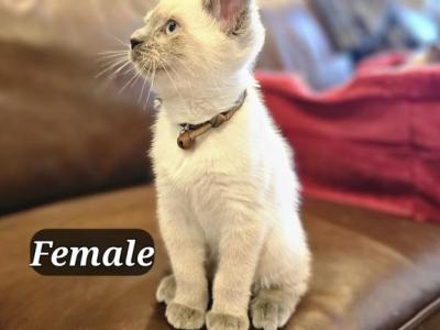 Grey's Summer Siamese - Siamese - Gallery Photo #1