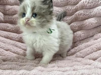 TICA Registered Green Ribbon Male - Ragdoll - Gallery Photo #1