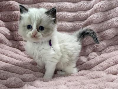 TICA Registered Purple Ribbon - Ragdoll - Gallery Photo #1