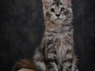 H2 Litter - Maine Coon - Gallery Photo #1