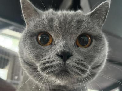 Gracy - British Shorthair - Gallery Photo #1