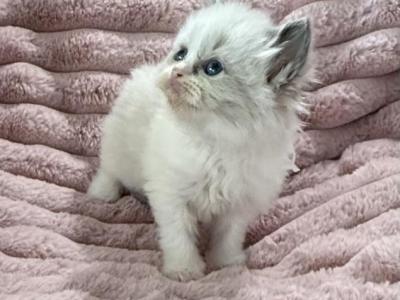 TICA Registered White Ribbon Kitten - Ragdoll - Gallery Photo #1