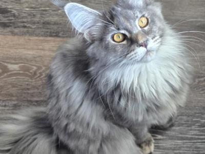 Coconut - Maine Coon - Gallery Photo #1