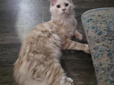 Cheddar - Maine Coon - Gallery Photo #1