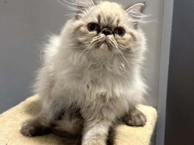 Persian Himalayan Male - Persian - Gallery Photo #1