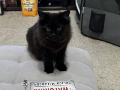 Miss Millie - Persian - Gallery Photo #1