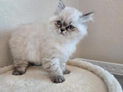 Kaya - Ragdoll - Gallery Photo #1