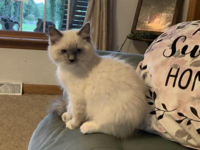 Leo - Ragdoll - Gallery Photo #1