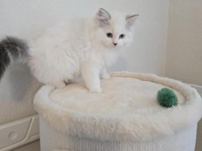 Kira - Ragdoll - Gallery Photo #1