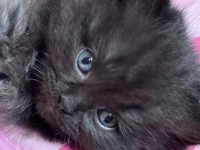 Black Male Perdoll - Persian - Gallery Photo #1
