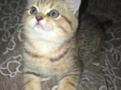 Miso - Scottish Straight - Gallery Photo #1