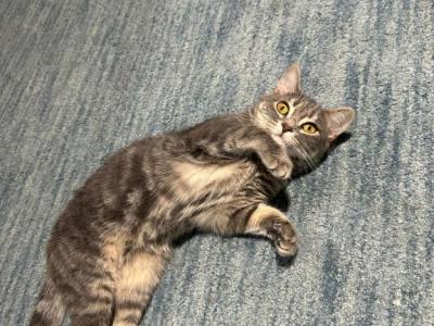 Lucy - Domestic - Gallery Photo #1