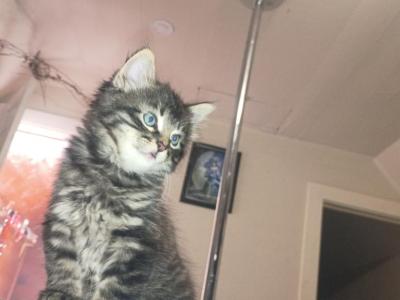 They Think They're Dogs - Kurilian Bobtail - Gallery Photo #1