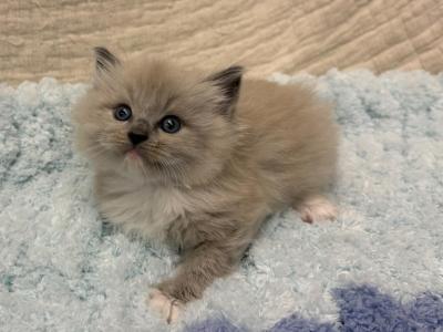 Meeko - Ragdoll - Gallery Photo #1