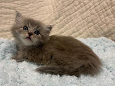 Felix - Ragdoll - Gallery Photo #1