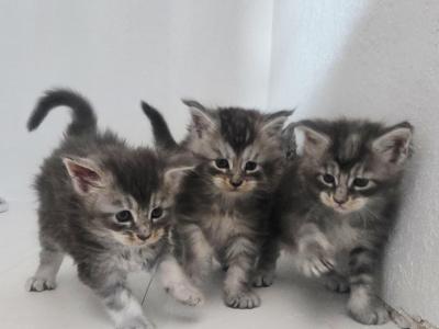 Cinderellas Helpers - Maine Coon - Gallery Photo #1