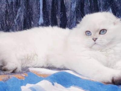 Sniezka - Scottish Fold - Gallery Photo #1