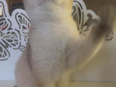 Zola - Scottish Fold - Gallery Photo #1