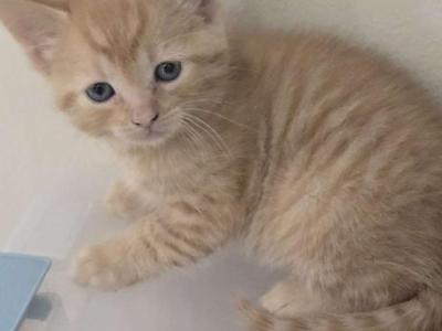 The Pumpkin Spice Litter - Domestic - Gallery Photo #1