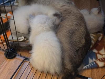 Athena And Tiger - Siamese - Gallery Photo #1