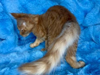 European Maine Coon Kitten - Maine Coon - Gallery Photo #1