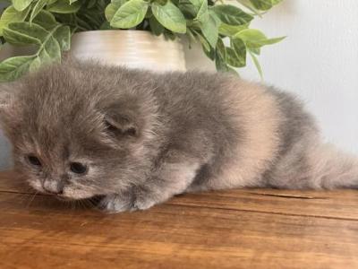 Stripe - Minuet - Gallery Photo #1