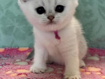 Eden - British Shorthair - Gallery Photo #1