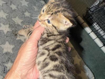 Heidi Kittens - Bengal - Gallery Photo #1