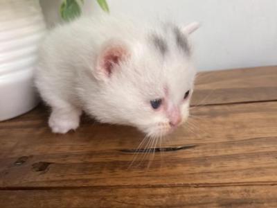 Spot - Minuet - Gallery Photo #1