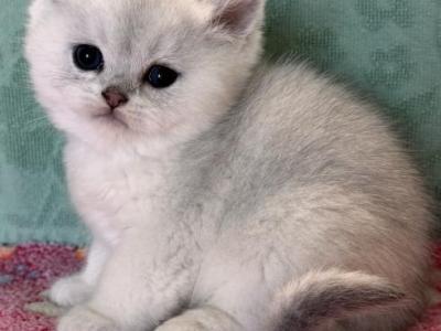 Elmo - British Shorthair - Gallery Photo #1