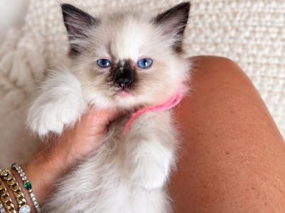 Dolly - Ragdoll - Gallery Photo #1