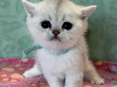 Everly - British Shorthair - Gallery Photo #1