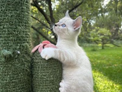 Mekong  Bobtail  Thai Bobtail - Thai - Gallery Photo #1