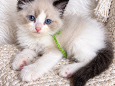 Stetson - Ragdoll - Gallery Photo #1