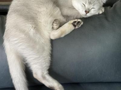 Evin - Burmilla - Gallery Photo #1